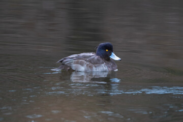 東京都／杉並／善福寺公園／キンクロハジロ