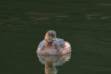 東京都／杉並／善福寺公園／カイツブリ