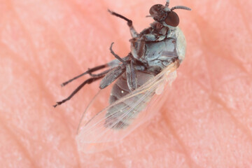 Adult Black Fly of the Family Simuliidae killed after trying to sucking blood from a human skin.