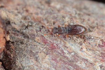Monotoma longicollis is a species of the family Monotomidae. Sometimes a storage pest.
