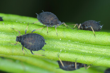 Group of Aphids crawling about on thistle stem.