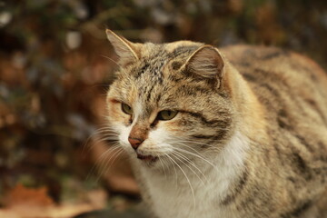 close up of a cat