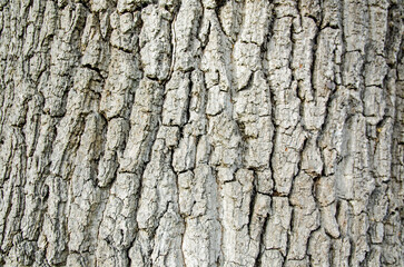 Oak Tree Bark Texture, Close Up - 557537553