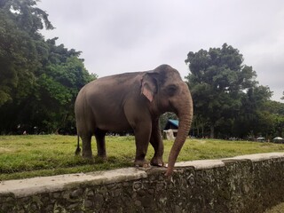 Fototapeta na wymiar A Sumatran elephant who is in the area of ​​his enclosure walks entertainingly in front of visitors or tourists who witness it in the Ragunan Wildlife Park area.