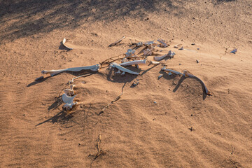 Skeleton of a dead camel in the desert at Chalbi Desert, North Horr, Marsabit, Kenya