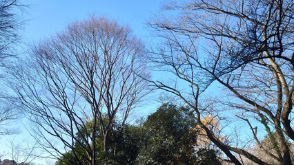 trees and sky viewed from the park