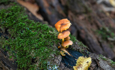 schöner alter Grabstein mit Moos bewachsen auf einem Friedhof in Osnabrück