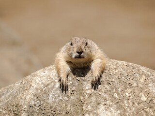 岩の上で寝そべるプレーリードッグ