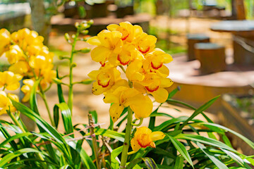 Blooming orchids. Dalat in January in Vietnam. 