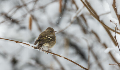 Common Chaffinch(Fringilla coelebs) on branch