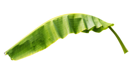 tropical banana leaf isolated on transperent background