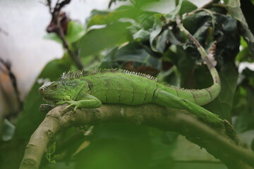 iguana verde // green Iguana