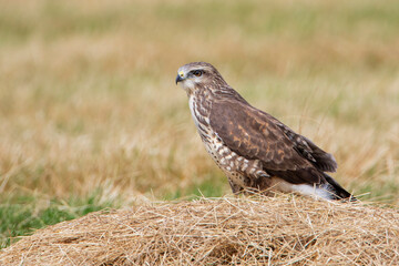 Common Buzzard (Buteo buteo) standing in grass, the Netherlands