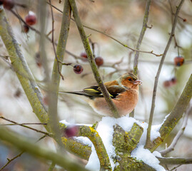 Male chaffinch sitting in a snow covered apple tree