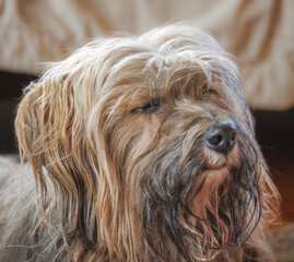 Portrait of a tibetan terrier dog