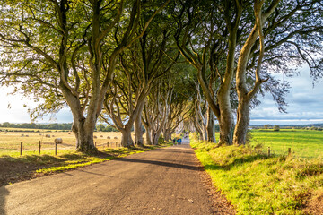 The Dark Hedges tree tunnel in Ballymoney, Northern Ireland