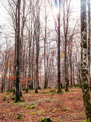 the sun appears among the tall trees of urbasa