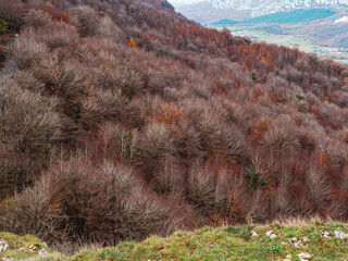 beautiful scenery full of red trees with hardly any leaves