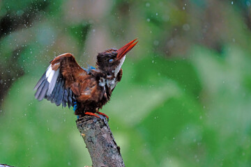 White-breasted Kingfisher