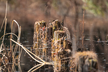 東京都／杉並／善福寺公園／冬の池