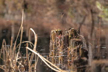 東京都／杉並／善福寺公園／冬の池