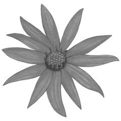 Black and White Topinambur Isolated on White Background. Jerusalem Artichoke Flower Element Drawn by Pencil.