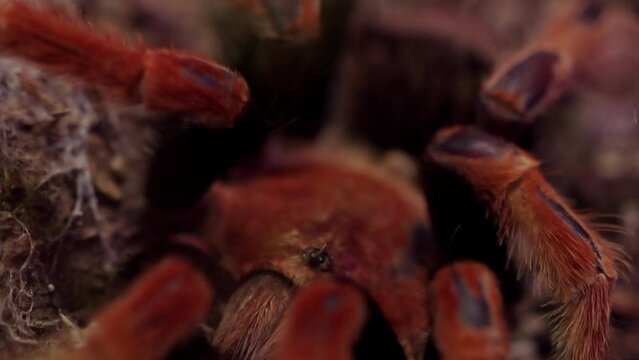 Closeup of redknee mexican spider tarantula on green background. High quality 4k footage