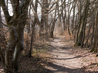 Spaziergang im Wald 