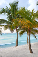 Coconut palm trees on a Caribbean beach.