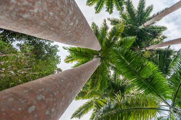 Palm Tree in Andromeda Gardens in Barbados. - obrazy, fototapety, plakaty