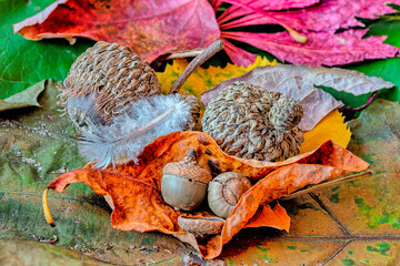 Autumn leaves in forest