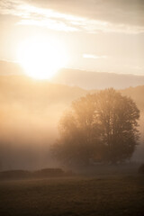 Fototapeta na wymiar Beautiful Sunny Beech Forest with Fog in Autumn season