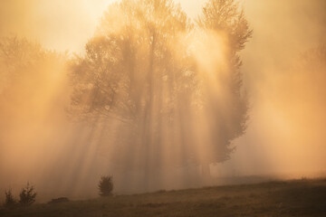 beautiful foggy landscape with old beech tree at sunrise. sun rays shine through trees.