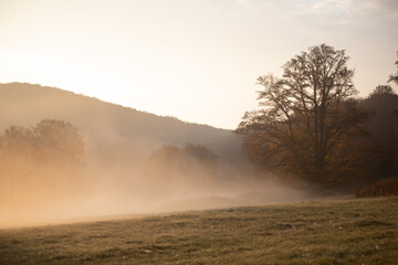 Fototapeta na wymiar Foggy morning in the woods. Sunrise over the wilderness forest.