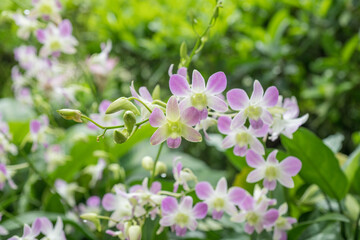 Close up of the tropical Dendrobium orchid.