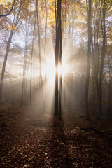 Naklejka premium Autumn forest scenery with rays of warm light illumining the gold foliage 
