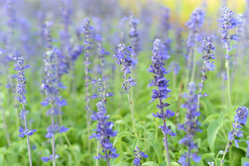 Obraz premium Colorful flowers are blooming fresh in the morning of spring garden.