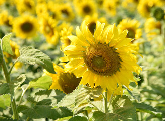 Colorful sunflowers in a flower field on a sunny day with blurry background