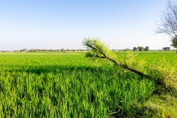 beautiful green and growing rice fields 
