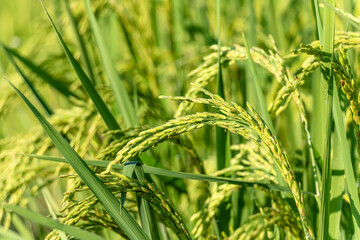 beautiful green and growing rice fields closeup