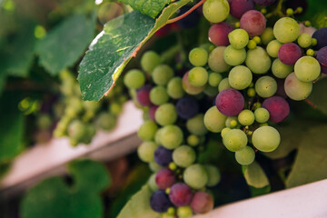 Clusters of wine grapes hanging on a vine softly ripen from green to rose to blue in this close up in an Oregon vineyard.