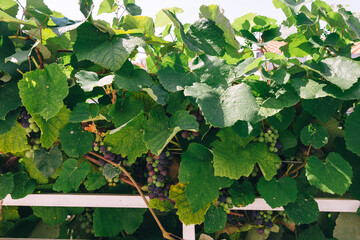 Bunches of white-pink sweet seedless table grapes ripening on vineyard