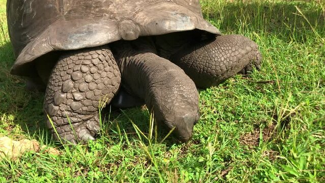Video von einer Großen 100 Jahre alte Aldabra-Riesenschildkröte, Aldabrachelys gigantea beim fressen von Gras in Afrika