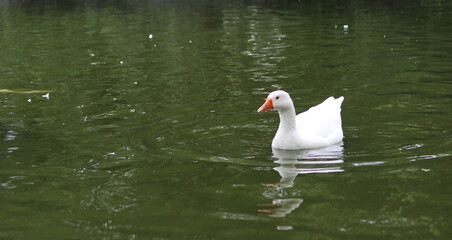 white goose swimming in the water. goose in the water. winged animals in the water. with space for text.
