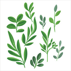 set of watercolor leaves on a white background
