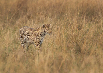 Fototapeta na wymiar Closeup of a Leopard walking in the grasses, Masai Mara.