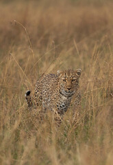 Leopard in the mid of Savannah grassess, Masai Mara, Kenya.