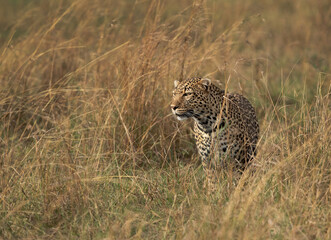 Naklejka premium Closeup of a Leopard taken while walking in the grasses, Masai Mara.