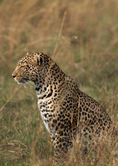 Portrait of a leopard  at Masai Mara, Kenya