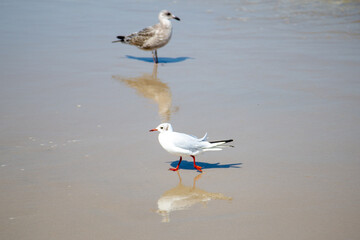 seagulls on the beach
